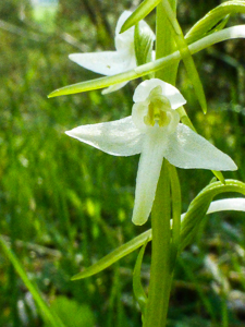 Weisse Waldhyazinthe