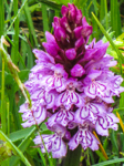 Faszination Orchideen